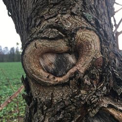 Close-up of tree stump