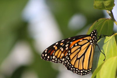 Close-up of butterfly pollinating flower