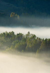 Trees on landscape during foggy weather