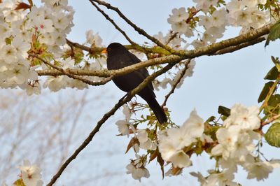 Low angle view of cherry blossoms on tree