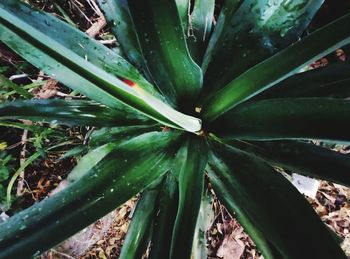 Full frame shot of succulent plant on field
