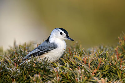 Close-up of bird perching on a land