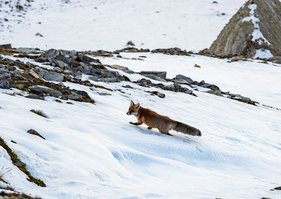 Fox walking on snow covered land