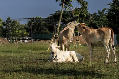 Horses in a field