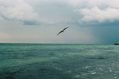 Seagulls flying over sea