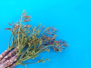 Low angle view of coral plant against blue sky