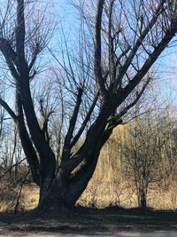 Bare tree against sky