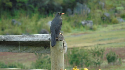 Blackbird perching on railing over field