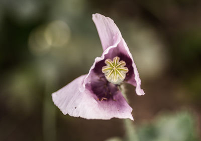 Close-up of purple flower