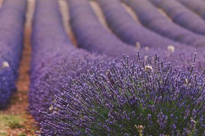 Close-up of purple flowering plant on field