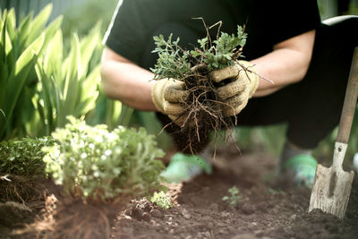 Cropped hand holding plant