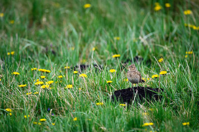 Bird on field