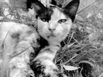 Close-up portrait of cat lying on grassy land