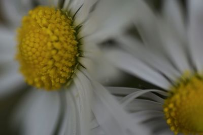 Close-up of white daisy flower