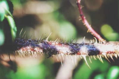 Close-up of caterpillar on leaf