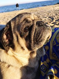 Close-up of a dog looking away