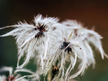 Close-up of flower