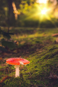 Close-up of fly agaric mushroom on field