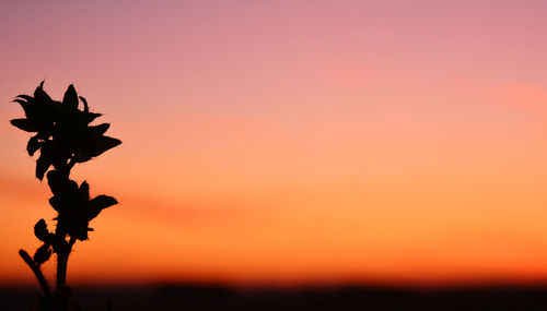 Close-up of silhouette plant against sky at sunset