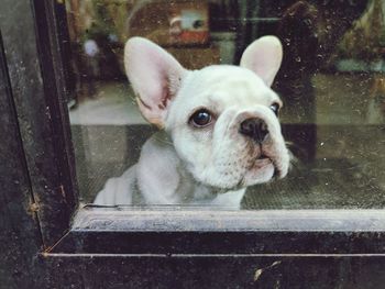 Portrait of dog seen through glass window