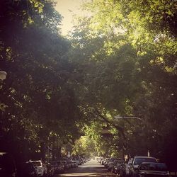 Road along trees