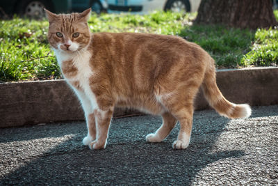 Portrait of a cat