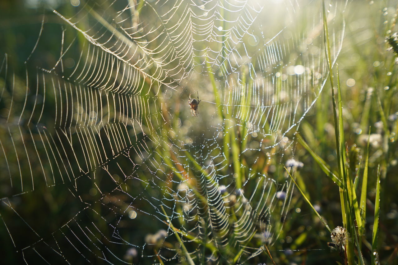 CLOSE-UP OF SPIDER WEB