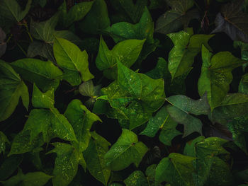 Full frame shot of fresh green leaves
