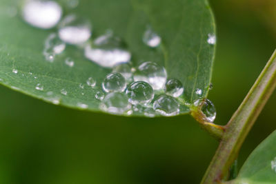 Close-up of raindrops on green leaves