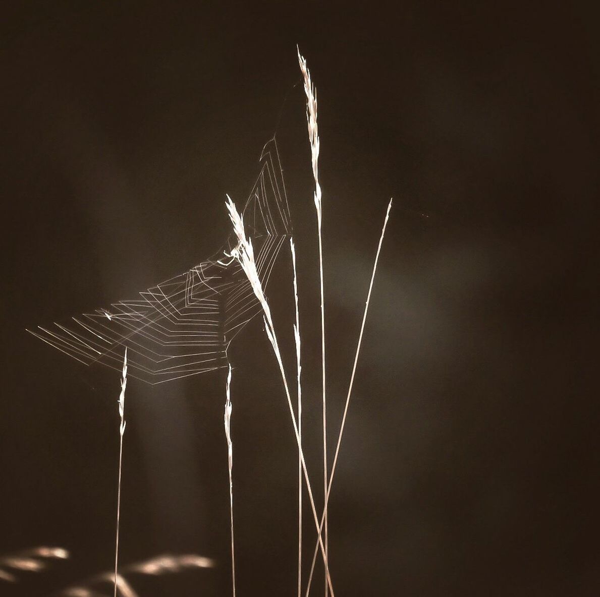 plant, grass, growth, close-up, reed - grass family, focus on foreground, nature, tranquility, beauty in nature, leaf, day, uncultivated, growing, outdoors, botany, non-urban scene, scenics, tranquil scene, fragility, grass family, plant life, grass area, green color