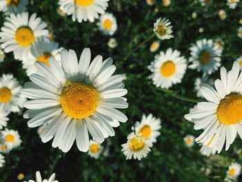 Close-up of white daisy flowers