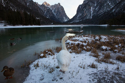 View of birds in lake during winter