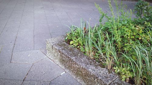 Plants growing in pond