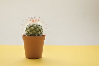 Close-up of potted cactus plant against wall