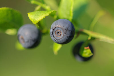 Close-up of fresh green leaf and blueberries