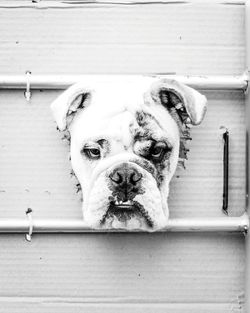 Portrait of dog relaxing outdoors