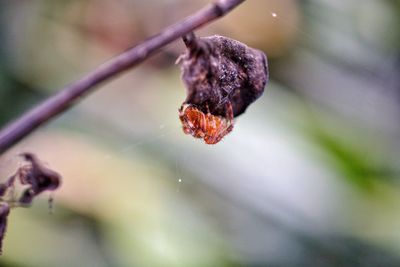 Close-up of insect