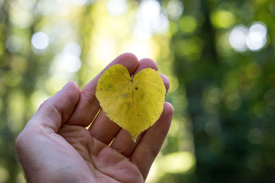 Close-up of hand holding leaves