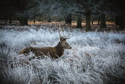 Deer on field during winter