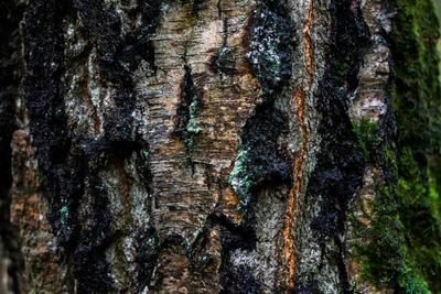 Full frame shot of tree trunk