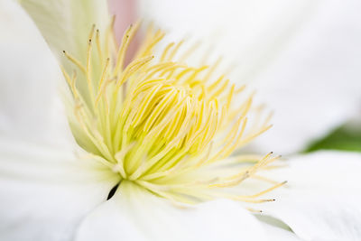 Close-up of white flowering plant