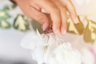 Kid hand holding cicada cicadidae flying chirping insect or bug or beetle. child exploring