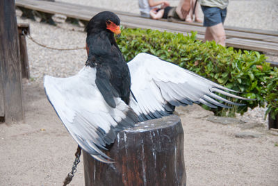 Close-up of bird on tree stump