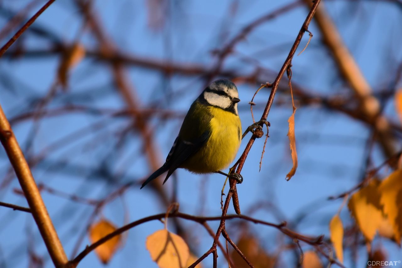 perching, vertebrate, bird, one animal, animal themes, branch, animal, animal wildlife, animals in the wild, tree, no people, focus on foreground, nature, plant, day, low angle view, yellow, bluetit, bare tree, outdoors