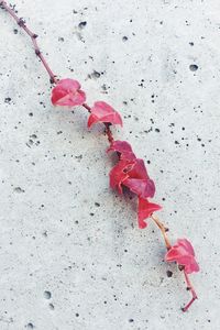 Close up of red leaf