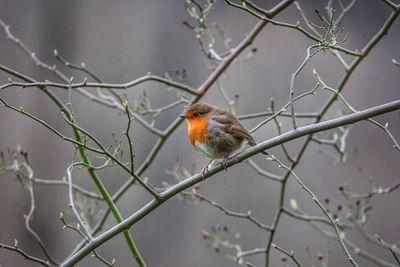 Robin perching in a tree