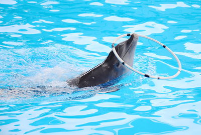 Aerial view of a swimming underwater