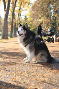 Dog looking away in a forest