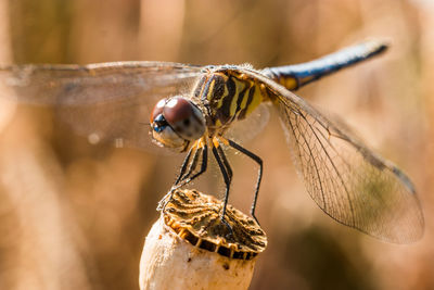 Close-up of dragonfly