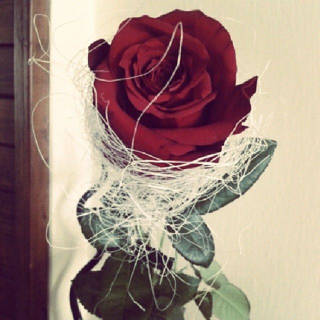 red, rose - flower, flower, indoors, close-up, petal, flower head, rose, fragility, freshness, wall - building feature, single flower, no people, studio shot, still life, decoration, single object, fabric, vase, plant